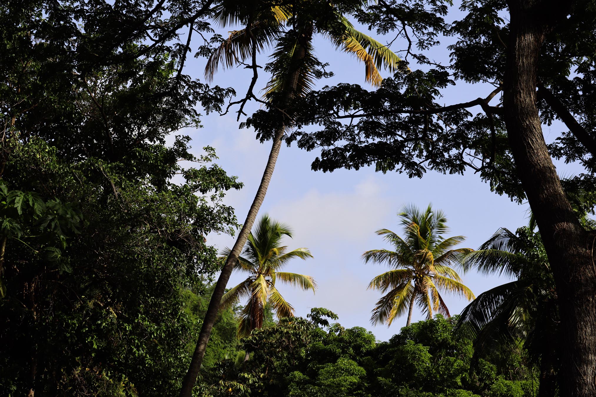 View of palm trees and sky