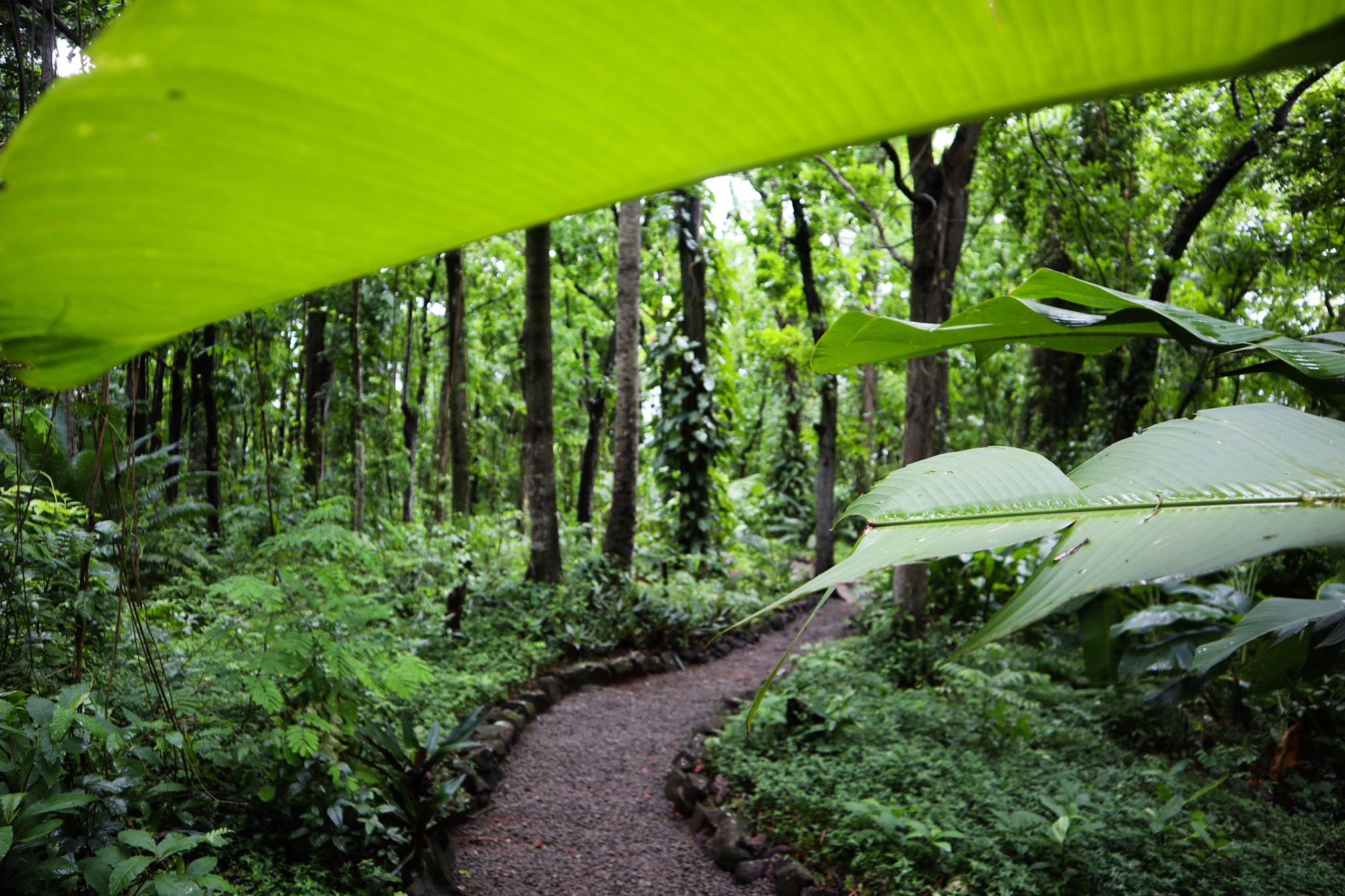 Big leaf in green forest