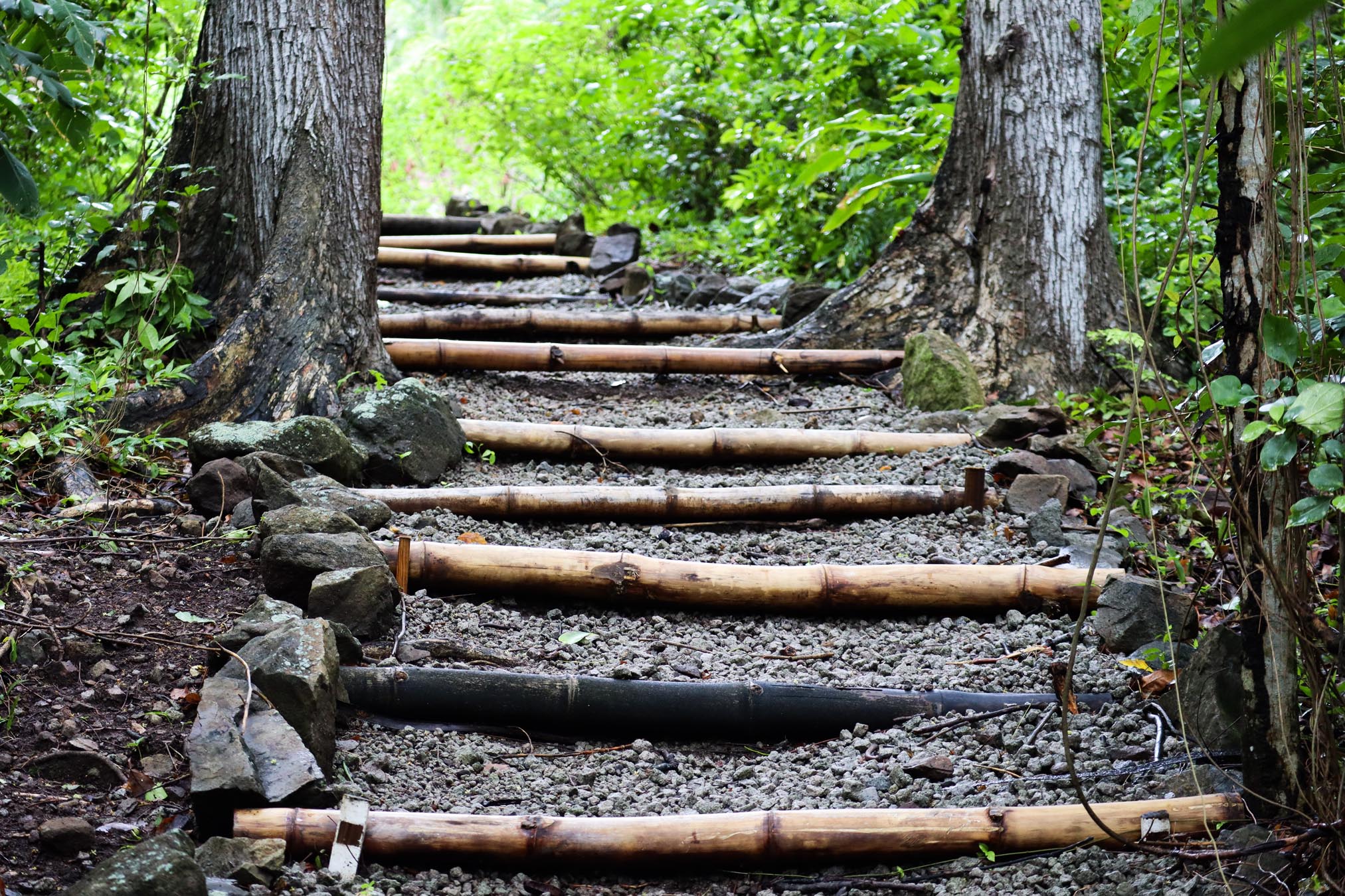 Pathway in the forest