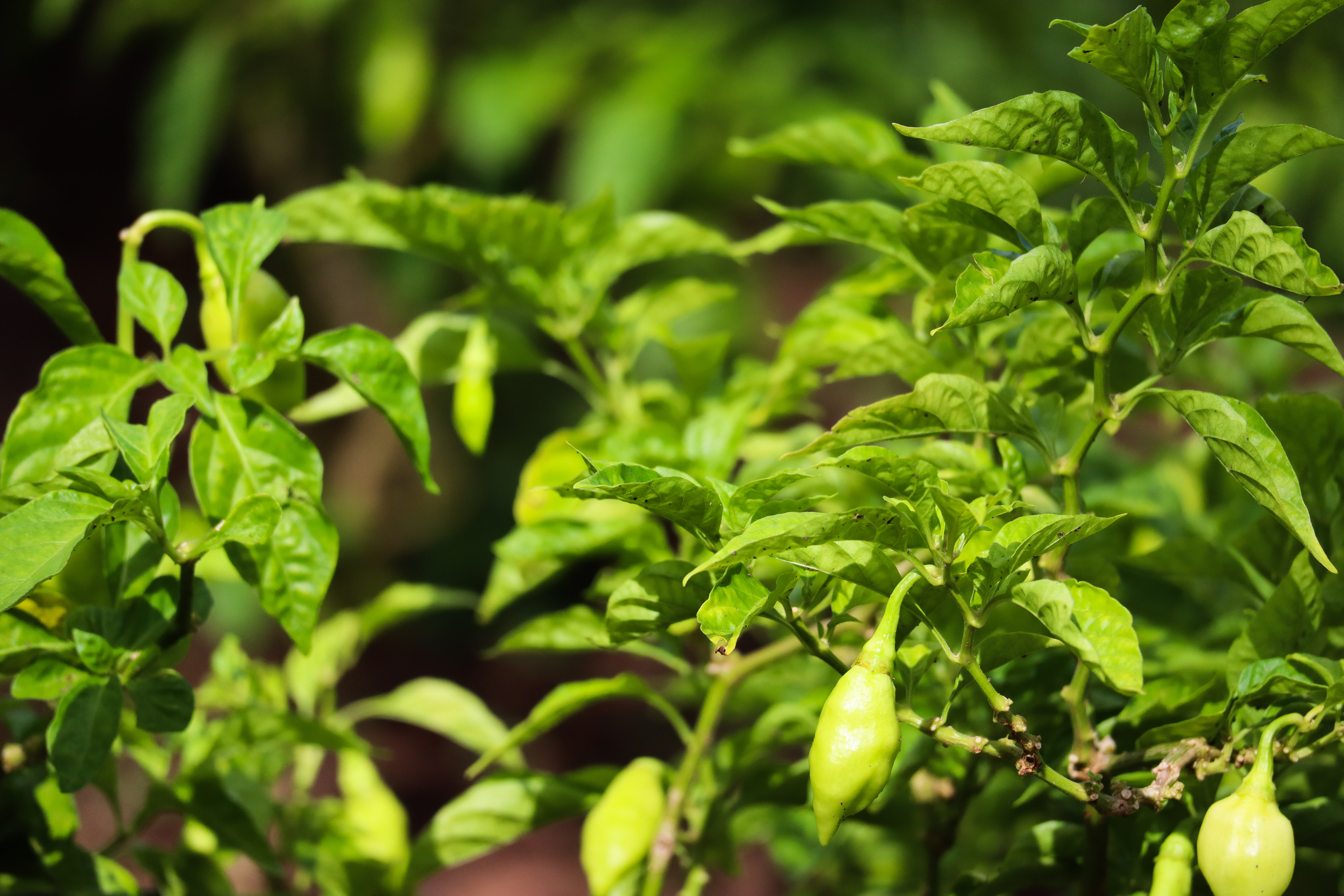 Green herbs growing